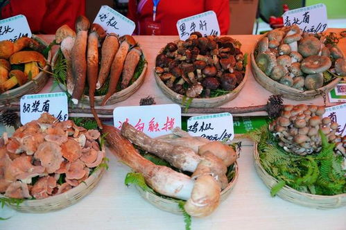 云南武定美食農特產品推介與火把節宣推活動即將亮相昆明
